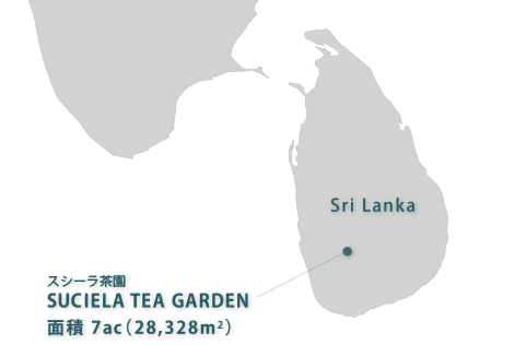 スリランカ　サバラガムワ地方　スシーラティーガーデン